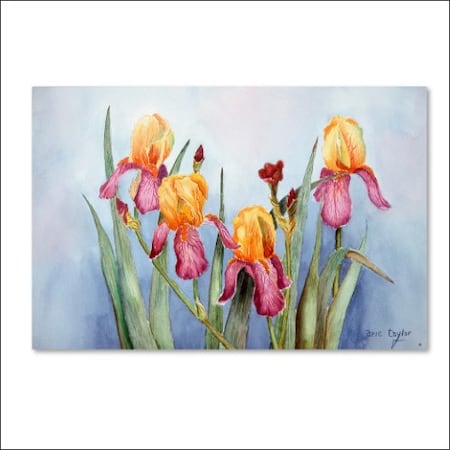 Arie Reinhardt Taylor 'Irises Four' Canvas Art,12x19